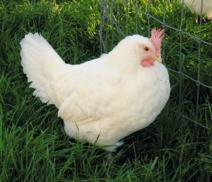 Annabella, fully feathered, enjoying the spring grass in 2009.